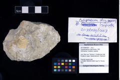 Foto (Objekt + Etikett) von Cyclosphaeroma uhligi (Remes, 1903)  (NHMW-GEO-2017-0089-0007)